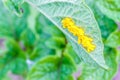 Eggs of the Colorado potato beetle. Royalty Free Stock Photo