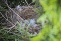 Eggs of Common Linnet carduelis cannabina baby birds laying in the nest in thuja. Royalty Free Stock Photo