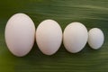 Eggs of different birds: goose, duck, chicken and pigeon