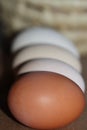 Eggs of different colors from the village hens lay to each other