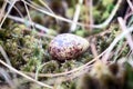 Cryptic painted mottled egg of European snipe