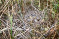 Snipe nest in sedge swamp Royalty Free Stock Photo