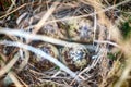 Snipe nest in sedge swamp Royalty Free Stock Photo