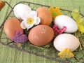 Eggs in easter basket Royalty Free Stock Photo