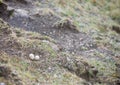 Eggs of the Eurasian oystercatcher Royalty Free Stock Photo