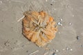 Eggs of Eurpean squid, washed up on the beach Royalty Free Stock Photo