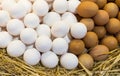 Eggs farm without GMOs on the market