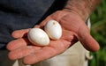 Eggs from the Farmer's Hand