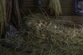 Eggs and feathers in the straw nest are in the granary of a farmhouse, barn or garage. Lamp on wooden wall And a bottle of wine or