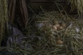 Eggs and feathers in the straw nest are in the granary of a farmhouse, barn or garage. Lamp on wooden wall And a bottle of wine or