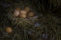 Eggs and feathers in the straw nest are in the granary of a farmhouse, barn or garage. Lamp on wooden wall And a bottle of wine or