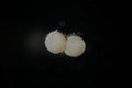 Eggs of freshwater gastropod snails by microscope. Unwanted or useful aquarium inhabitants