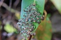 Eggs of a frog on the leaf