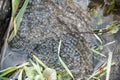 Eggs frogspawn of frog in the pond water Royalty Free Stock Photo
