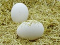 White eggs in chicken nest. Organic village eggs provide higher protein