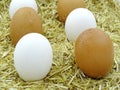 White eggs in chicken nest. Organic village eggs provide higher protein