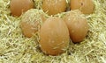 Brown egg in chicken nest. Organic village eggs provide higher protein