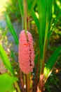 Eggs of Golden applesnail or Pomacea canaliculata Royalty Free Stock Photo