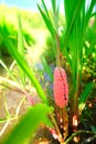 Eggs of Golden applesnail or Pomacea canaliculata Royalty Free Stock Photo