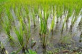 Eggs of Golden applesnail in rice fields,Evil enemies in rice f Royalty Free Stock Photo