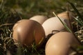 Eggs in the grass on a sunny day close-up, chicken eggs in nature. Royalty Free Stock Photo