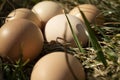 Eggs in the grass on a sunny day close-up, chicken eggs in nature. Royalty Free Stock Photo