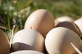 Eggs in the grass on a sunny day close-up, chicken eggs in nature. Royalty Free Stock Photo