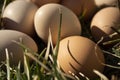 Eggs in the grass on a sunny day close-up, chicken eggs in nature on a spring. Royalty Free Stock Photo