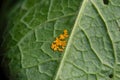 Eggs of Green Dock Beetle, Gastrophysa viridula, on dock leaf.