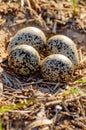 4 eggs in a ground nest