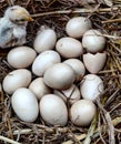 Eggs hatching chicks countrysidechicken