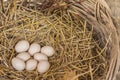 Eggs on the hay nest in the natural basket of chickens