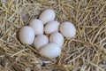 Eggs on the hay nest in the natural basket of chickens