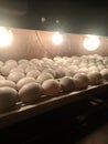 Eggs incubation on incubator