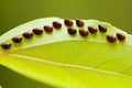 Eggs of insect on leaf Royalty Free Stock Photo