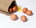 Eggs isolated on a bright background. Front photo. Egg wallpapers. Royalty Free Stock Photo