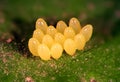 Eggs of Ladybug, Harmonia axyridis on green leaf