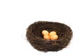 Eggs in the large artificial bird nest