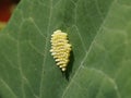 Eggs of large white butterfly