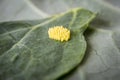 Eggs of Large White Cabbage Butterfly Royalty Free Stock Photo