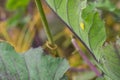 Eggs of Large white cabbage butterfly, macro - Pieris brassicae Royalty Free Stock Photo