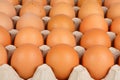 Eggs in the lattice Royalty Free Stock Photo