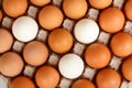 Eggs in lattice Royalty Free Stock Photo