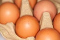 eggs lies in a egg carton Royalty Free Stock Photo