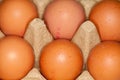 Eggs lies in a egg carton Royalty Free Stock Photo