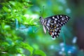 It is also known as the lime butterfly, lemon butterfly and lime swallowtail. This is because its host plants are usually citrus s Royalty Free Stock Photo