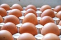Eggs line up in a paper conton Royalty Free Stock Photo