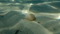 Eggs of lugworm or sandworm Arenicola sp. marina var. in protective sheath undersea