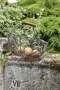 Eggs in a metal basket outdoors