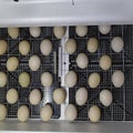 The eggs of a musky duck lying in an incubator